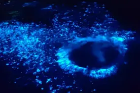 浙江多地现“蓝眼泪”奇观，深夜还有“追泪人”被堵在路上