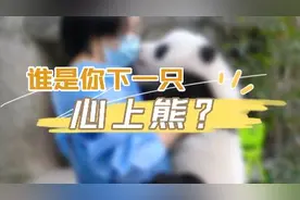 圆滚滚萌萌哒分不清？大熊猫“认脸”教程来了图片