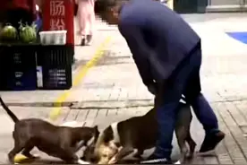 网传男子不拴绳两只狗当场咬死猫？猫主人：已养一年有感情，本不想要千元补偿图片