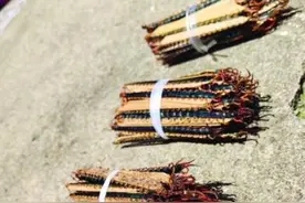 记者跟随衢山村民上山寻觅蜈蚣　勤劳的衢山人让毒虫变“黄金”图片