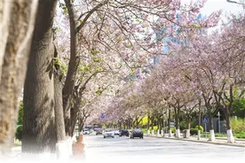 创新之城拔节生长图片