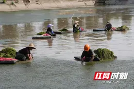 大通湖：洞庭之心 点水成“金”图片