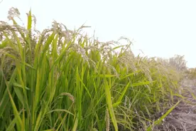 大米究竟怎么选？这篇攻略告诉你图片