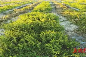 花花柴：盐碱地改良的优势草图片