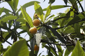 塘栖“枇杷节”来了！练杭高速迎来大车流图片