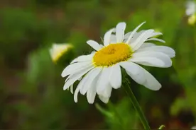 清秀的滨菊花，拍出来真好看图片