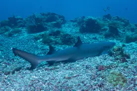 鲨鱼如何挺过5次大灭绝事件图片