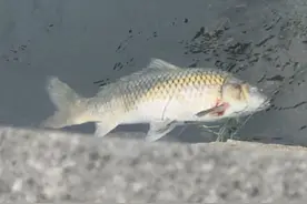 贵阳南明河漂浮大量死鱼，原因已查明！图片