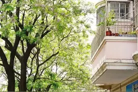 阳城路上楝树花开，淡紫色的小花妆点春末夏初图片