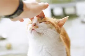 请一定记得录下你小猫的咕噜声图片