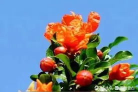 石榴花开红艳艳图片