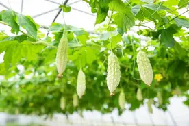 吃点“苦”更宜夏，教你苦瓜的多种养生搭配方法图片