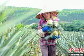 广西南宁：菠萝丰收采摘忙图片