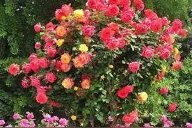 国家植物园：你见过开在树上的月季花吗？图片