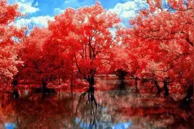 拈人生一颗淡然素心，给生命一场美丽花开图片