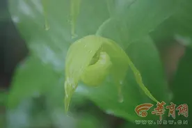 陕西首次发现国家二级保护植物绿花杓兰图片