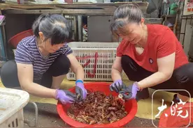 合肥龙虾价格近乎“腰斩” 部分批发价低至10元每斤图片