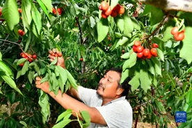 山东泰安：万亩红樱桃 结出“致富果”图片