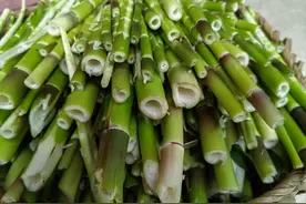 桐梓县楚米镇：4000亩水竹笋迎来采收图片