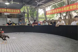 漳州斗鸡：斗鸡中的战斗鸡｜芗城区建立核心保种基地，保护传承扩繁漳州斗鸡品种图片