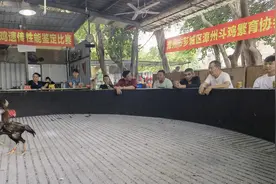 漳州斗鸡：斗鸡中的战斗鸡｜芗城区建立核心保种基地，保护传承扩繁漳州斗鸡品种图片