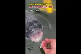 男子喂鱼直接把饲料送鱼嘴里，网友：这鱼的眼神充满了智慧图片
