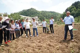 花溪区试点玉米套种红薯种植技术图片