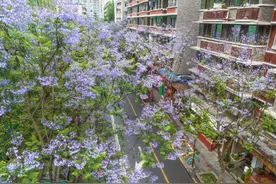 美呆了！成都蓝花楹开成头顶花园图片