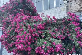 青未了｜东篱蔷薇花如瀑图片