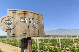 葡萄不只能酿酒，还能酿醋和制肥——贺兰山下，科技“魔法”加长葡萄酒产业链条图片