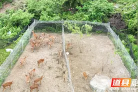 道县：养殖梅花鹿 走上特色致富路图片