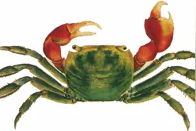 图鉴｜“蟹逅”奇观：观赏蟹都长啥样？图片