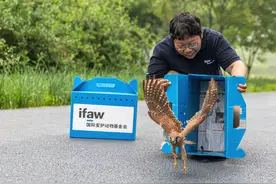 多方接力救助，“走失”红隼宝宝终于找到家图片