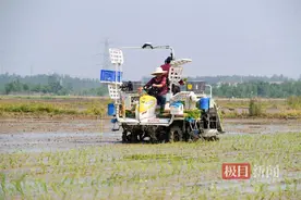一天插秧150亩，机械化助力插秧“加速度”图片