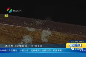 可怕！街坊家里出现大片白色小虫，虫子源头居然是木质家具？图片