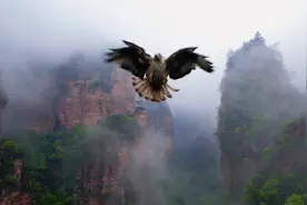 为保护鸟类栖息地 张家界一景区禁飞无人机图片