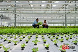 加快建设经济强省美丽河北 奋力谱写中国式现代化建设河北篇章｜衡水发展都市型农业对接京津市场图片