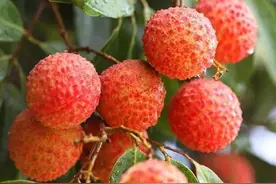 美“荔”啖不绝口！带你一起聊聊关于荔枝的那些事儿图片