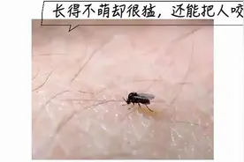 五月外出，当心它！广东有人中招图片