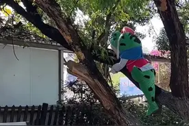 “卖崽青蛙”讲述：青蛙服里有风扇，摔倒后“挺疼”，被城管、保安、摊贩嫌弃，但还是感受到了乐趣图片