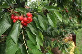 西集万亩大樱桃熟了！采摘时间与采摘价格，看这里——图片