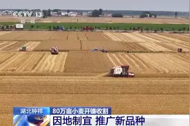 又是一年好“丰”景！小麦开镰收割 水稻插秧正当时图片