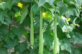 5月后，遇到这瓜使劲吃！随手一煮，清热利湿、养颜补水，现在吃最鲜嫩图片