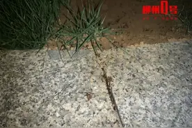 比暴雨更可怕！广西近期出现这个小虫，铺天盖地！危害还不小→图片