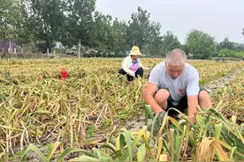 金乡大蒜价格翻一番，蒜农打响“金蒜盘”图片