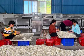 旺季日采6千斤，做菜、入药也可以！“十大”栀子花新品发布图片