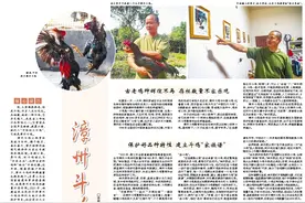 漳州斗鸡期待“重出江湖”图片