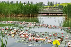 超美的！北京温榆河公园的睡莲开了图片