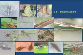 不用农药化肥 江苏戴庄蹚出生态农业新路图片