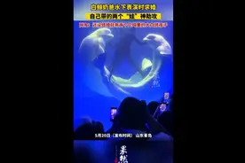 白鲸奶爸水下表演时求婚，自己带的两个“娃”神助攻，网友：还没结婚就有两个几吨重的大白胖孩子图片